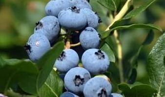 “日照蓝莓”成功注册为国家地理标志证明商标