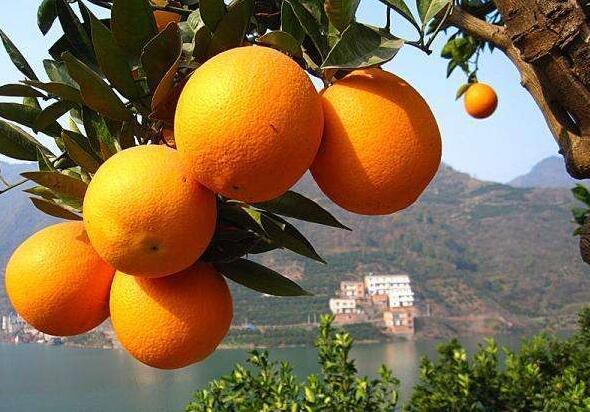 湖北宜昌“秭归脐橙”喜获中国驰名商标