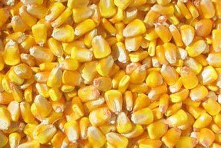 经销假冒玉米种子案