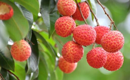 增城荔枝申请地理商标 守护广州商标名城殊荣