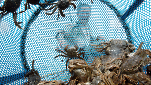 大电商们围猎大闸蟹  蟹农:我们并不需要靠他们