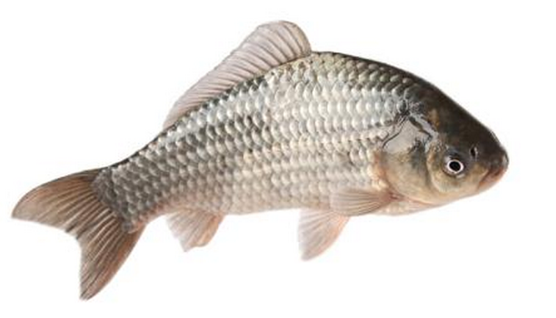 鱼商标注册属于第几类 鱼商标注册属于第几类