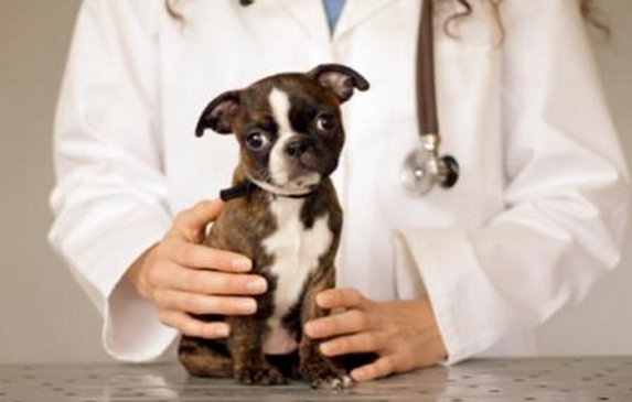 宠物医院商标注册属于第几类