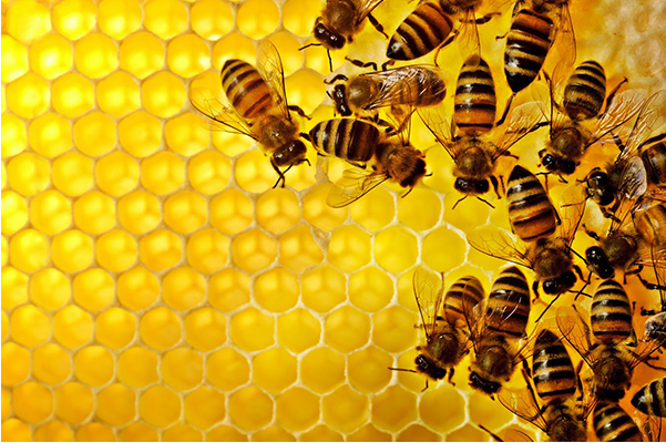 蜂胶商标注册属于第几类