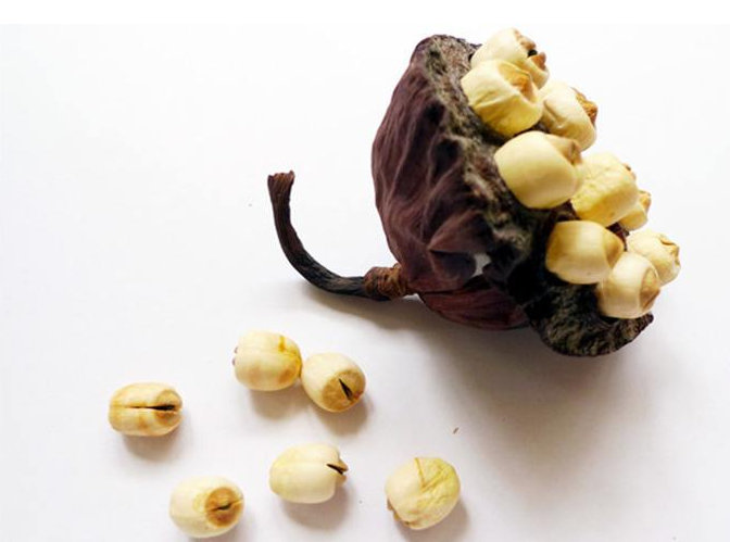 莲子商标注册属于第几类？