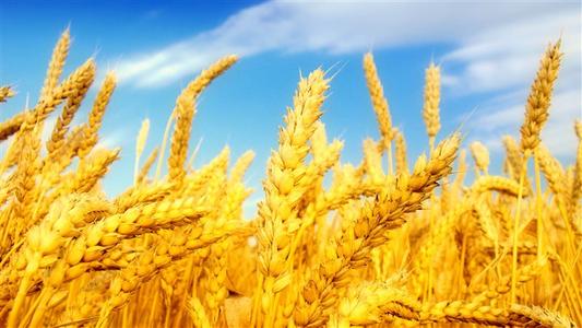 大麦商标注册属于哪一类?