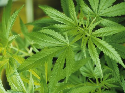 美国将允许人们为部分大麻类制品提交商标注册申请