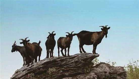 南宁市首个动物类地理标志“马山黑山羊”