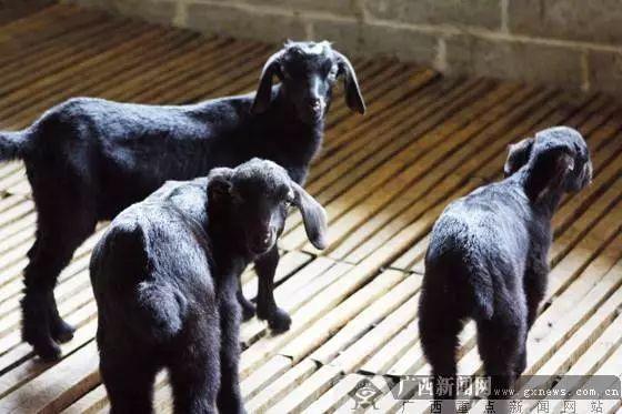 南宁市首个动物类地理标志“马山黑山羊”